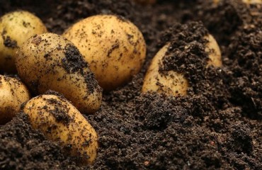GB Potatoes and CUPGRA Launch Expert Manual to Combat Cyst Nematode