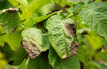 GB Potatoes Commits to Funding Fight Against Blight Project for Three Years