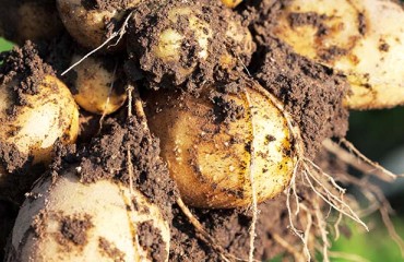 European Potato Market Sees Mixed Dynamics as New Season Crop Takes Hold