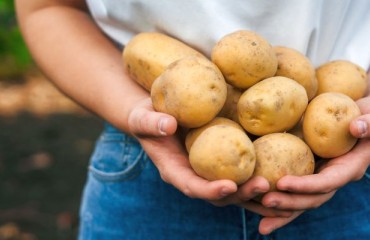Global Potato Industry Unites to Celebrate International Day of Potato 2025