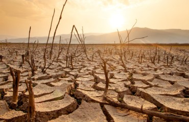 Scientific Breakthrough Brings Heat-Resistant Potato Varieties to Desert Agriculture