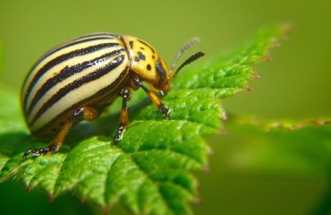 UK: APHA Urges Farmers to Report Colorado Beetle Sightings Amid Industry Risk