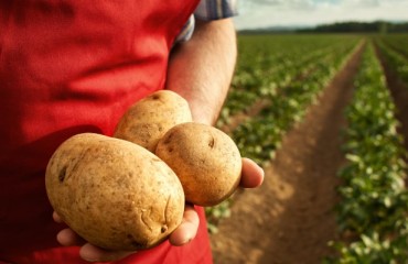 Chile Government Backs New Program to Strengthen Regional Potato Sector