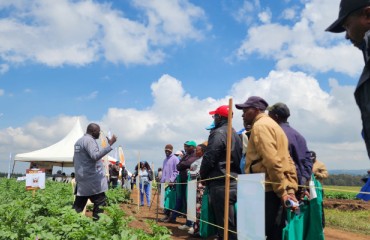 Kenya to Host 2026 World Potato Congress