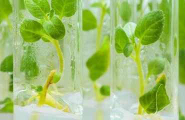 Hutton Scientists Unlock Genomic Complexity to Accelerate Potato Innovation