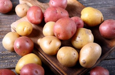 McCain Looks Beyond Russet Burbank with New Agronomic Research in Alberta