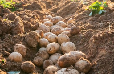 Mexico's Potato Output to Rise 4% in 2025/26, but Drought and Labor Gaps Persist