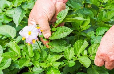 Spud Science in the Spotlight: WSU’s Potato Field Day Returns June 26