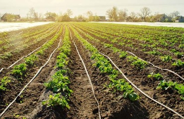 Table Potato Acreage in the Netherlands Hits 25-Year High