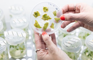 PoLoPo Targets Snack Sector with High-Protein Potatoes for Chip Manufacturers