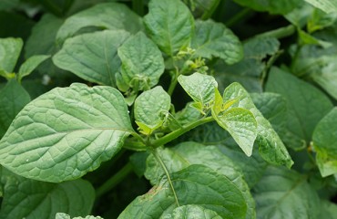 Greenvale Secures First Herbicide Approval for DeCyst™ Trap Crops in PCN Control Push