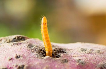 New Wireworm Barcoding Test Aims to Protect UK Potato Crops