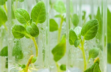 Solynta Advances Hybrid Potato Innovation to Tackle Global Production Challenges