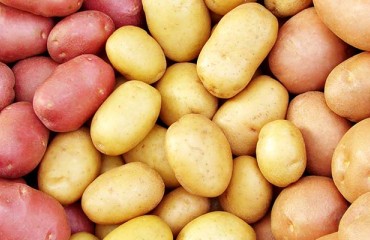 USDA Opens USD3.7 Million Grant Program to Accelerate Commercial Potato Variety Development