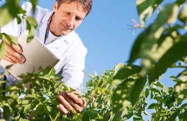 Maine Potato Growers Advised to Brace for Late Blight as Spores Detected