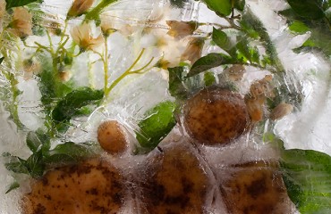 Wild Potato Genome Unlocks Cold Resistance Blueprint for Future Cultivars