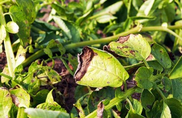UK Growers Urged to Tackle Aggressive Blight Strains with Innovation and Collaboration