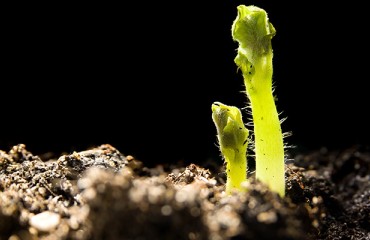 Solynta Wins EUR20 Million EIB Support to Scale Up True Potato Seed Technology