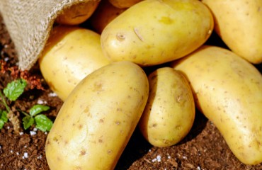 PCN Management: UK Project Highlights Potential of Solanaceous Trap Crops