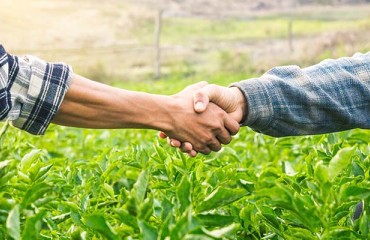 New Development Programme Aims to Secure the Future of the UK Potato Industry