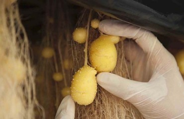 India’s Largest Potato-Producing State Turns to Aeroponics for Seed Quality