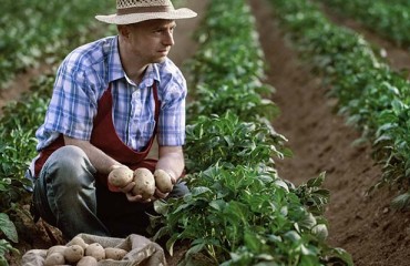 UK Potato Growers Urged to Conduct Residue Tests Amid Extreme Dry Conditions