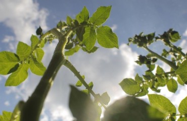 Biochemical Profiling Offers Breakthrough in Predicting Potato Plant Vigor