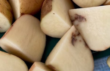 Biosecurity Tasmania Moves to Contain Potato Mop-Top Virus Threat