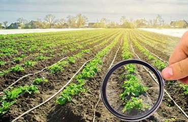 GC–MS Analysis Identifies Potential Drought Stress Biomarkers in Potato