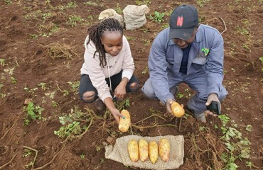 New Potato Varieties from James Hutton Institute Target Major Pest in Kenya