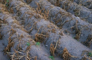 Prince Edward Island Potato Yields Threatened by Severe Summer Drought