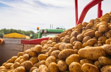 Poland Reports Strongest Potato Crop in Years, Boosted by Ideal Weather