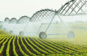 P.E.I. Potato Growers Plan Irrigation Expansion After Drought-Hit 2025