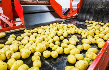 Ukraine Begins Construction of Its First Potato Processing Facility