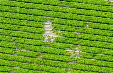 Hyperspectral Imaging Shows Potential To Detect Hidden Nematode Stress In Potatoes