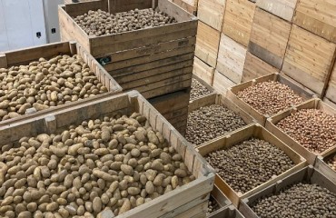 CIPC Monitoring Group Urges Continued Sampling to Protect UK Potato Storage Capacity