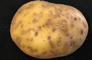 University Of Idaho Targets Growing Powdery Scab Threat In Idaho Potato Fields