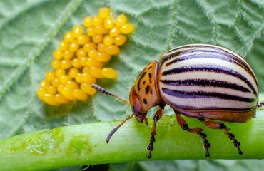 UK Declares Colorado Beetle Eradicated After Two Years Of Intensive Surveillance