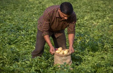 Ohh! Potato And TraceX Partner To Digitise India’s Potato Supply Chain
