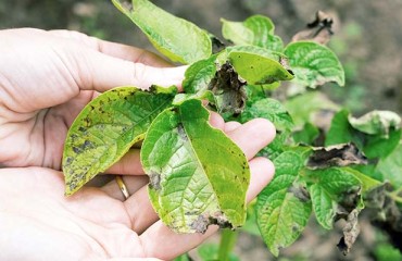 New ARS Pathogen Surveillance Platform Targets Rapid Detection Of Emerging Crop Diseases