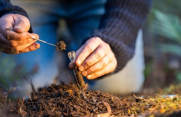 Regenerative Agriculture In Potatoes: Supply-Chain Strategy Meets Field Reality